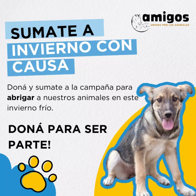 Foto principal del post (El impacto del invierno en los animales sin hogar)