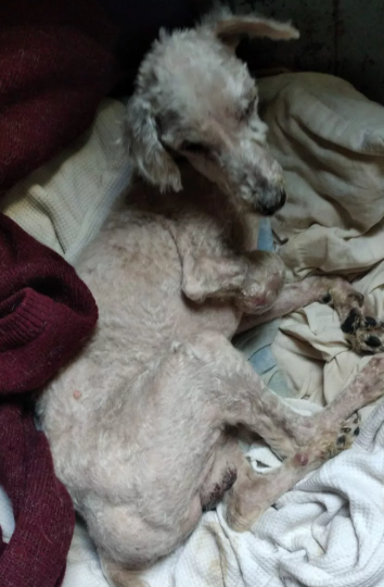 Foto principal del post (El creciente problema de los perros callejeros en Uruguay)