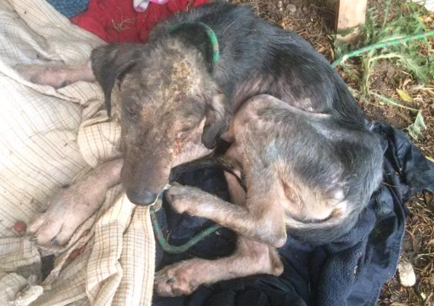 Foto principal del post (La importancia de la castración en el bienestar animal)