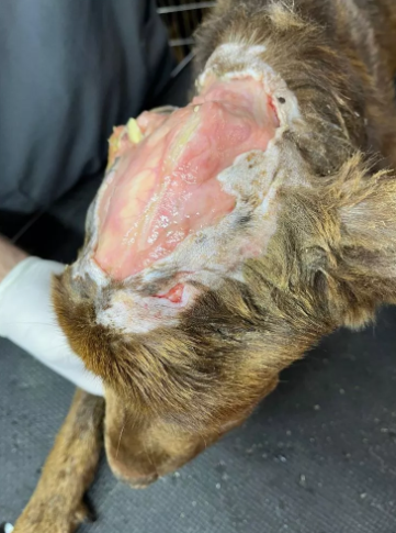 Foto principal del post (La lucha contra el abandono animal: cómo podés marcar la diferencia)