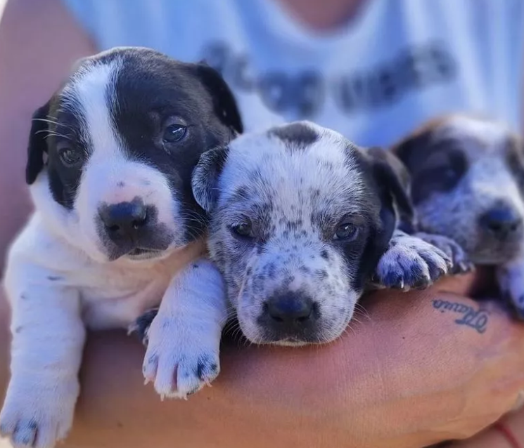 Foto principal del post (El poder de la comunidad en el rescate animal: una guía para ayudar desde tu lugar)