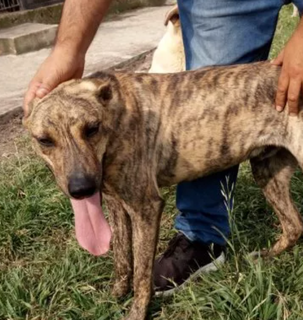 Foto principal del post (El rol de los refugios en la transformación de vidas caninas)