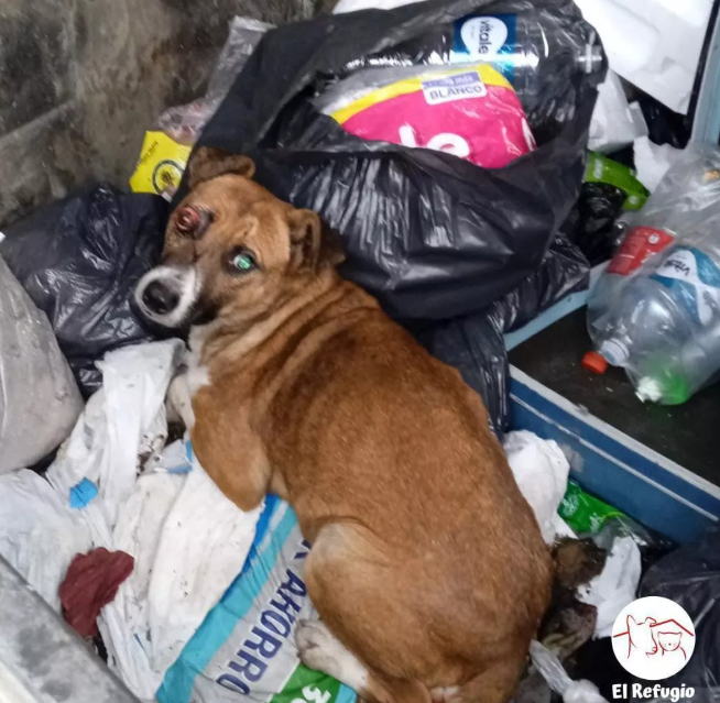 Foto principal del post (¿Por qué la educación es crucial para mejorar la vida de los animales de compañía?)