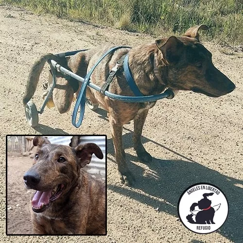 Foto principal del post (Las increíbles transformaciones de animales rescatados: historias de esperanza y recuperación)
