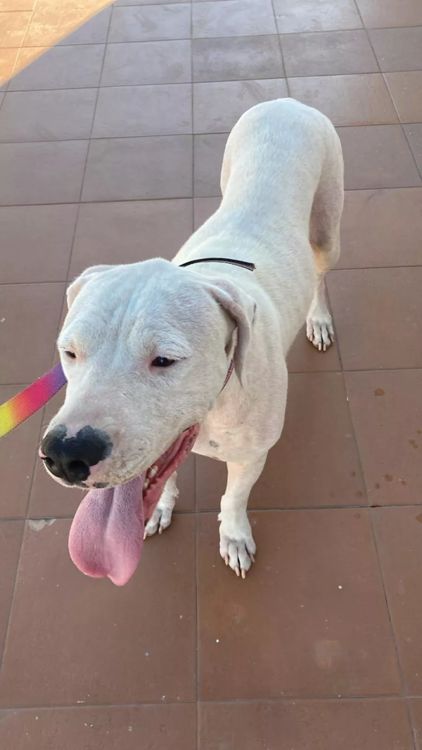 Foto principal del post (Confrontando los desafíos en el cuidado veterinario de emergencia)