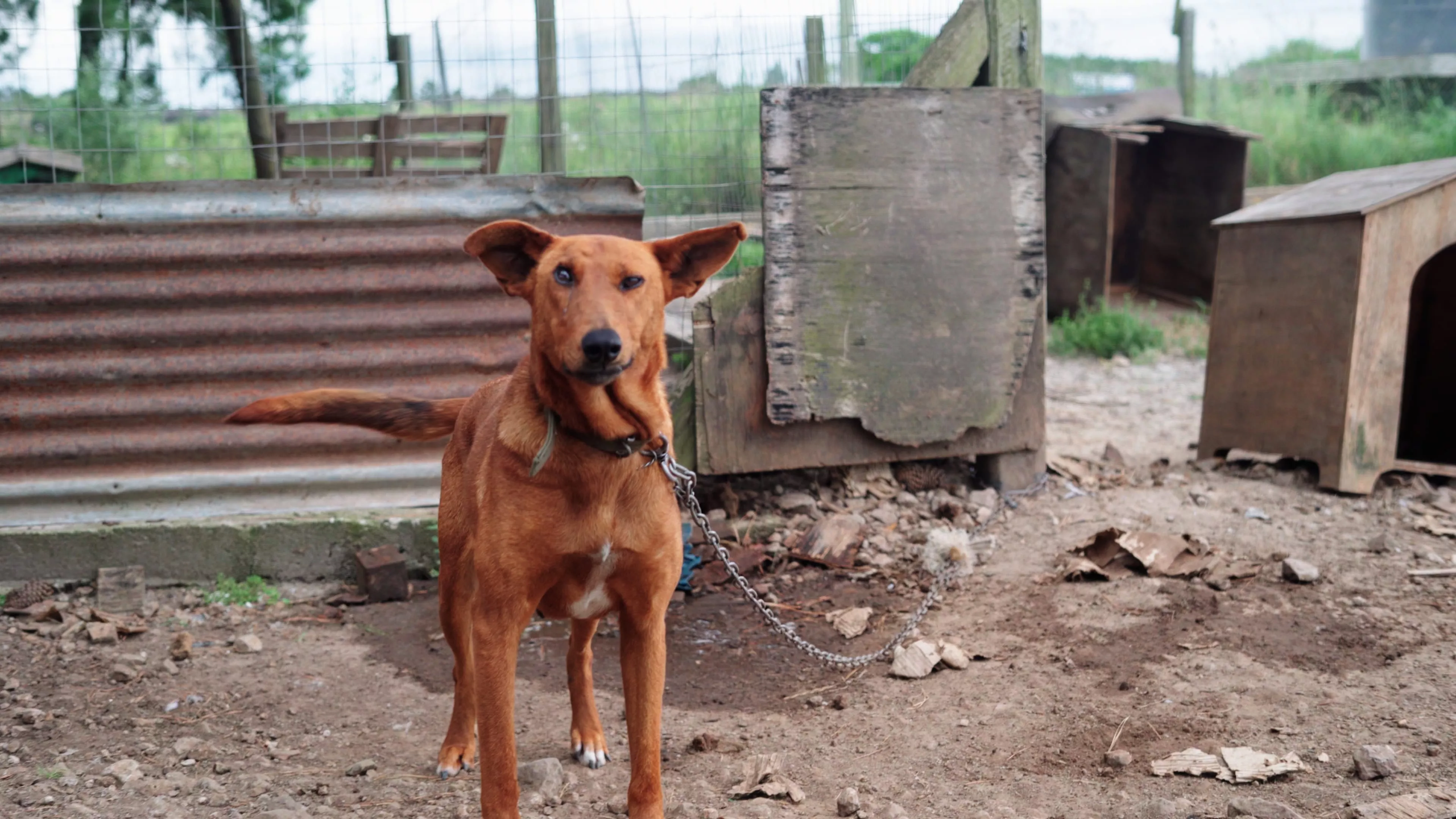 Foto principal del post (Comprensión y manejo del sufrimiento animal: Una guía para ayudar)