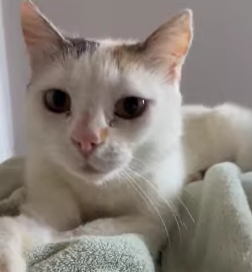 Foto principal del post (Cómo comenzar tu propia iniciativa de asistencia animal)