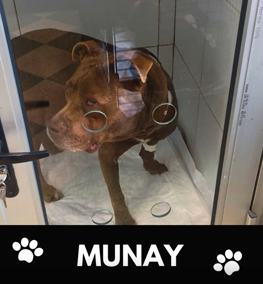 Foto principal del post (El impacto de la crueldad animal: un análisis de la lucha de los perros de pelea)