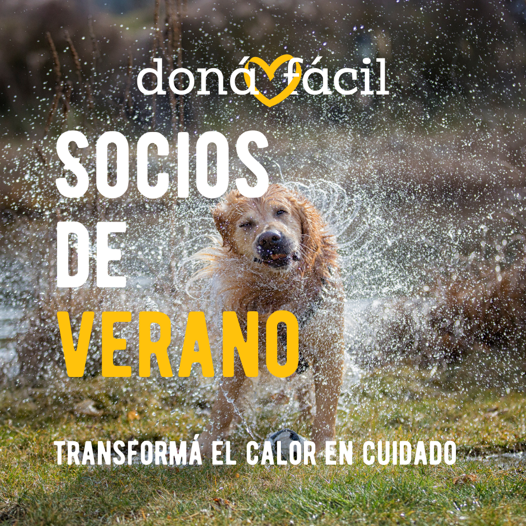 Foto principal del post (Socios de verano: Las organizaciones que reciben tu donación)