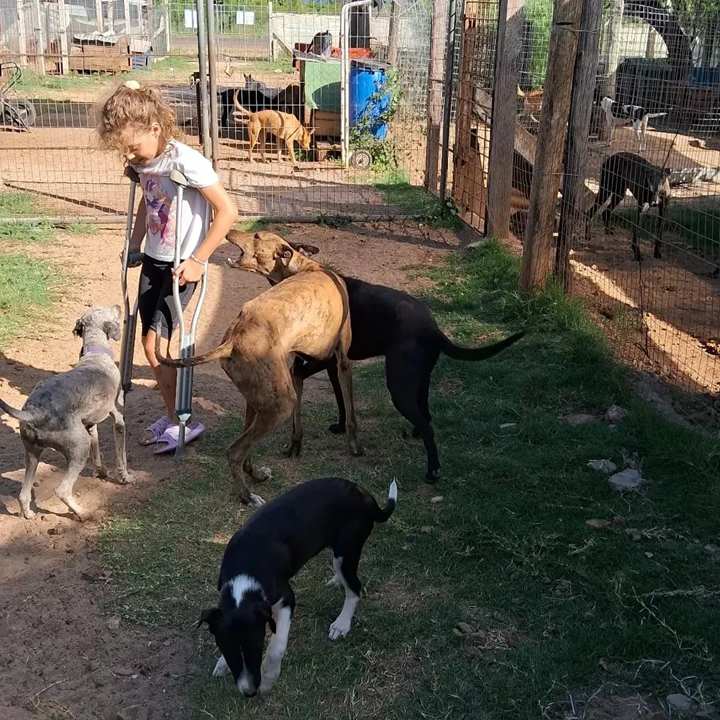 Foto principal del post (El papel crucial de los voluntarios en los refugios de animales)