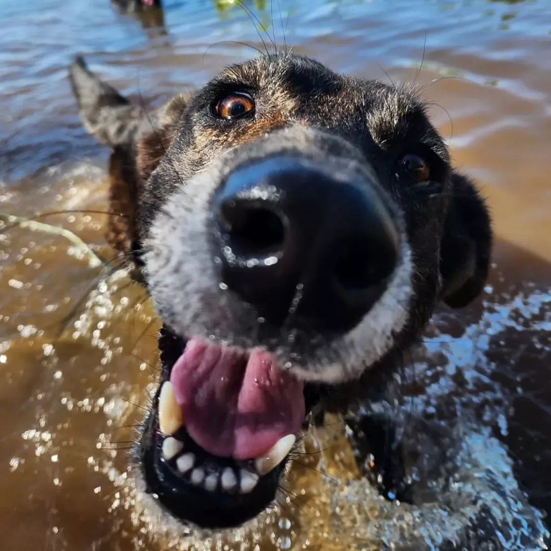 Foto principal del post (La lucha contra el maltrato animal: cómo podés marcar la diferencia)