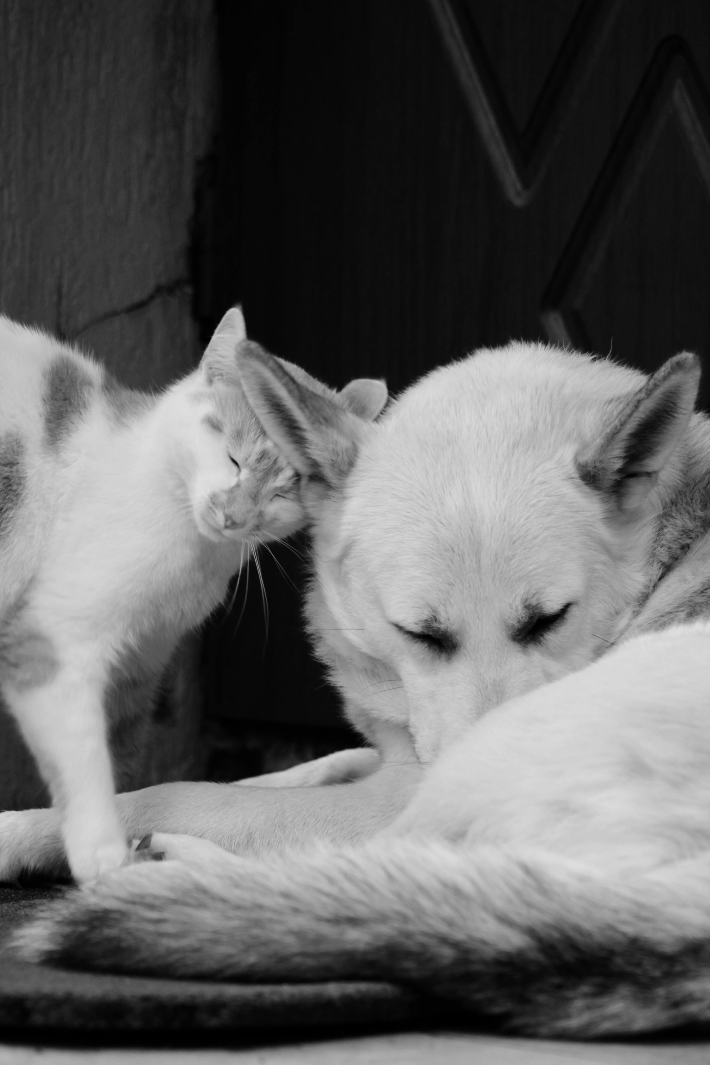 Foto principal del post (Cómo contribuir a la mejora de los refugios de animales: una guía para personas comprometidas)
