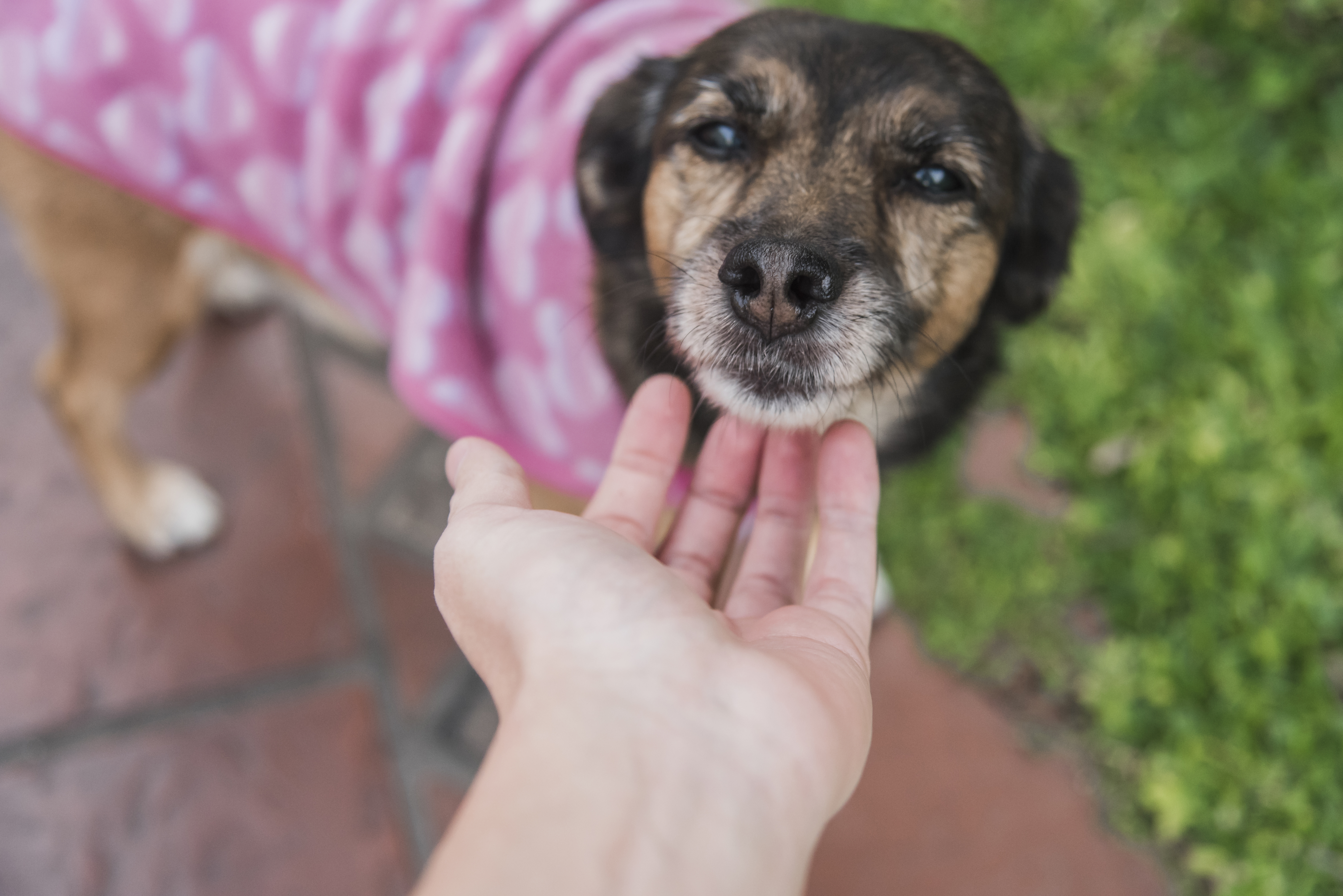 Foto principal del post (El poder de una sola acción: el impacto de la adopción en la comunidad)