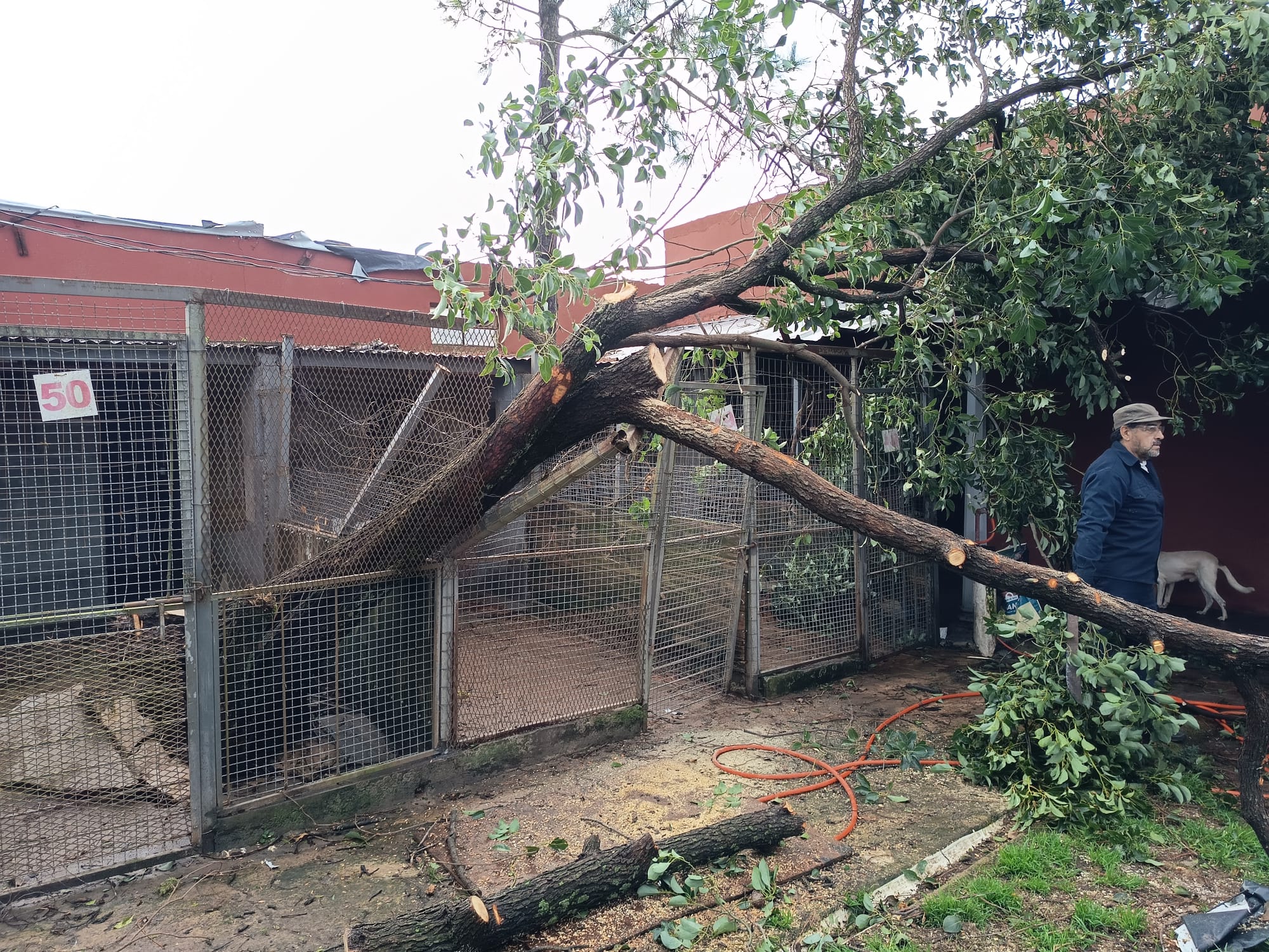 Foto principal del post (Juntos podemos reconstruir: cómo ayudar a los perros de Prodea después de la tormenta)