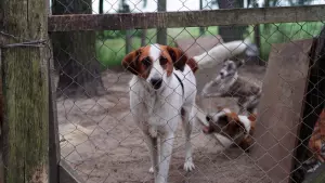 Ayudanos a salvar vidas en Mucho Bicho Tacuarembó