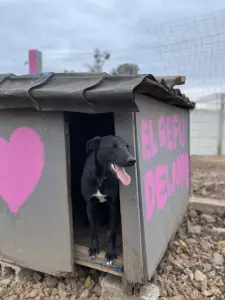 Mi Refugio Paso De Los Toros, te necesita..