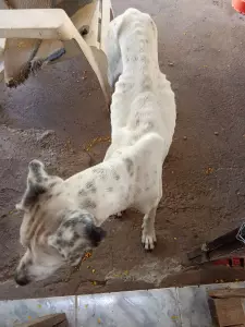 Ayudemos a Loba a tener una segunda oportunidad