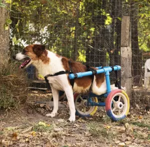Las mascotas sin hogar necesitan de tu solidaridad