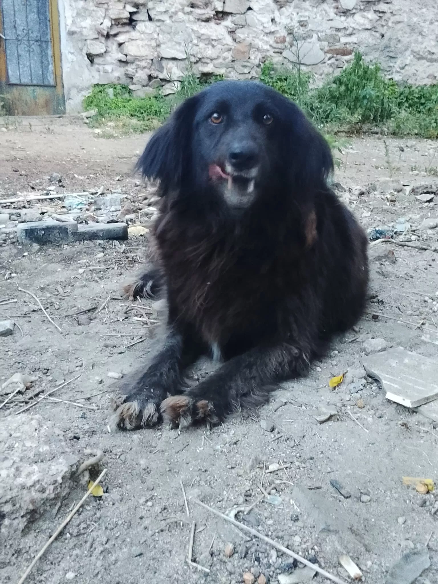 es-un-santuario-animal-canino-donde-viven-14-animales-en-familia-tu-donacion-hace-la-diferencia-20260408104622