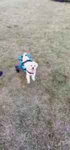 Luna y su vida con una hernia de disco
