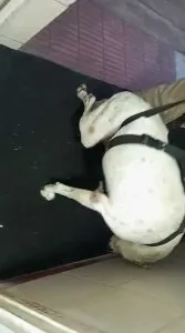toby-necesita-de-todos-para-volver-a-caminar-XIloZd