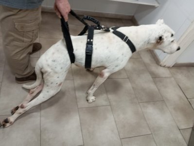 Toby necesita de todos para volver a caminar