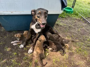 Castrar es un acto de amor que cambia vidas