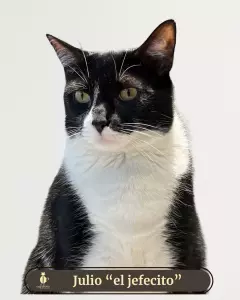 MOMENTO GATO  Un instante para conectar