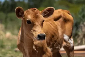 Espacio de enfermería - Santuario Animal Libre