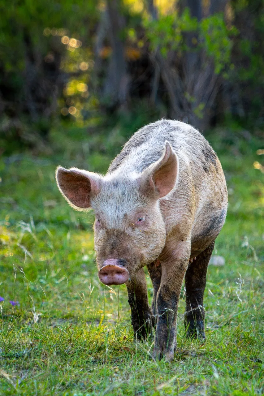 espacio-de-enfermeria-santuario-animal-libre-20251212094705