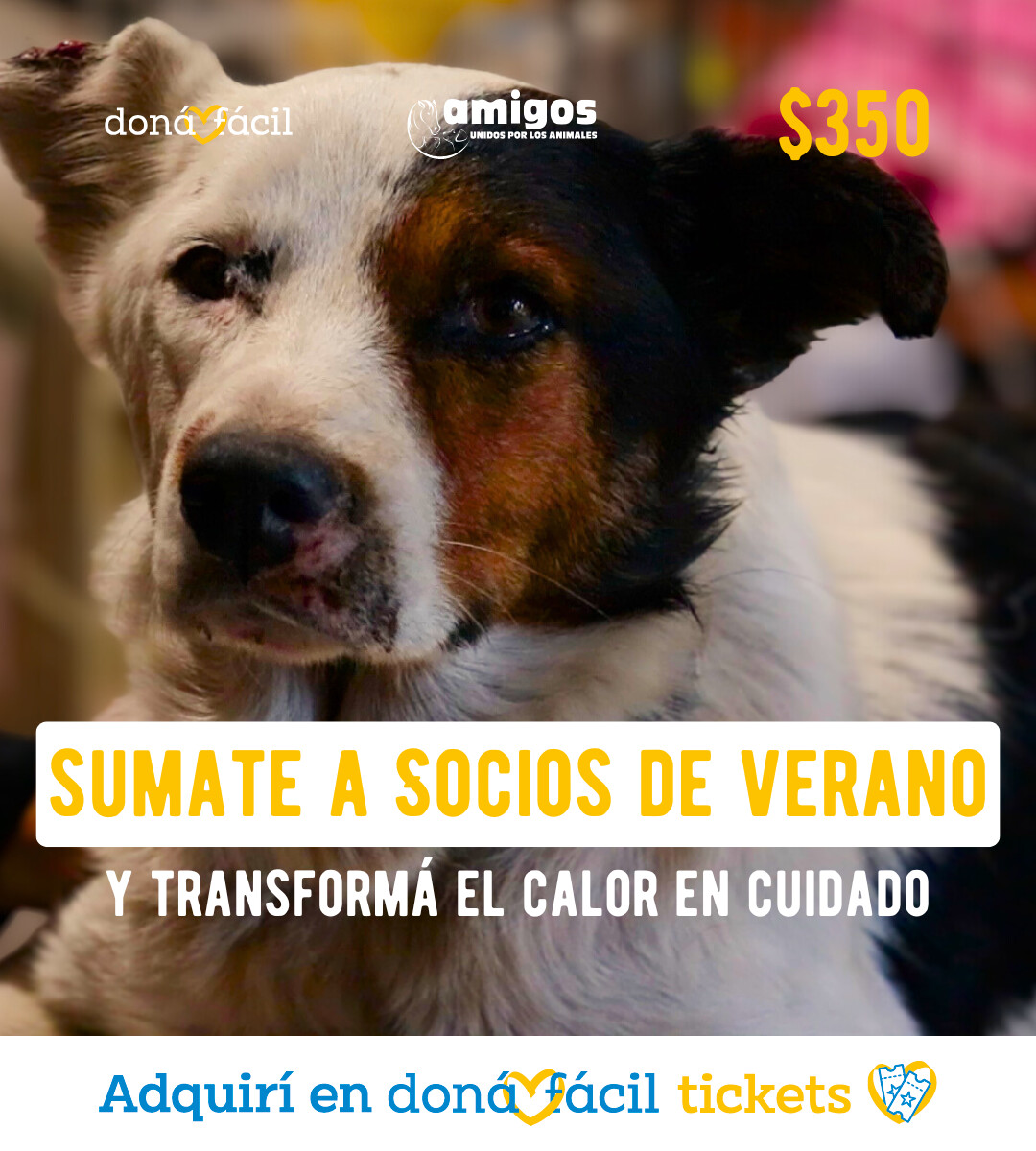 Socios de verano - Amigos Unidos - $350